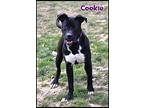 Cookie, Staffordshire Bull Terrier For Adoption In Shippenville, Pennsylvania