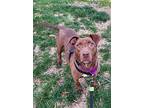 Brownie, Labrador Retriever For Adoption In Gilbertsville, Pennsylvania