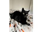 Abbra, Domestic Shorthair For Adoption In El Dorado Hills, California