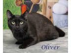 Oliver (c24-025), Domestic Shorthair For Adoption In Lebanon, Tennessee