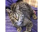 Tom-the-cat, Domestic Shorthair For Adoption In Somerset, Kentucky