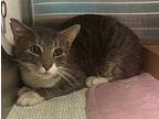 Finley, Domestic Shorthair For Adoption In Staten Island, New York