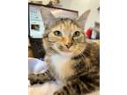 Ariel, Domestic Shorthair For Adoption In Orlando, Florida