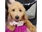 Goldendoodle Puppy for sale in Raleigh, NC, USA