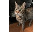 Toby Keith, Domestic Shorthair For Adoption In Colmar, Pennsylvania