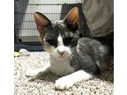 Mittens #polydactyl-cutie-pie, Calico For Adoption In Houston, Texas