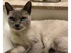 Bowie (fka Regal), Siamese For Adoption In Richardson, Texas