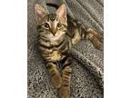 Travis, Domestic Shorthair For Adoption In Richardson, Texas