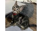 Fiddle, Domestic Shorthair For Adoption In Richardson, Texas