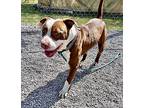 Darwin, American Pit Bull Terrier For Adoption In Newport, North Carolina