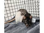 Fat Albert And Butterball, Rat For Adoption In Pottstown, Pennsylvania