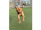 Byron V (foster), American Pit Bull Terrier For Adoption In Cleveland, Ohio