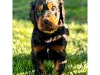 Gordon Setter Puppy for sale in Max Meadows, VA, USA