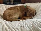 Valor, American Staffordshire Terrier For Adoption In Charlotte, North Carolina