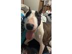 Nigel, Bull Terrier For Adoption In Glen Mills, Pennsylvania