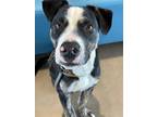Beau, American Pit Bull Terrier For Adoption In Fort Worth, Texas