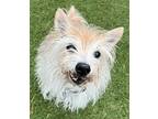 Nugget, Cairn Terrier For Adoption In Scottsdale, Arizona