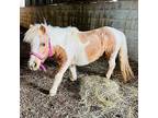 Daffodil, Pony - Shetland For Adoption In Lexington, Kentucky
