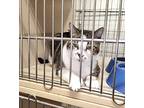 Billy Bob, Domestic Shorthair For Adoption In Ogden, Utah