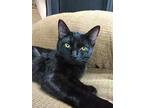 Socks - Stormy, Domestic Shorthair For Adoption In Warrenton, Missouri