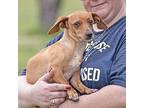 Joey, Dachshund For Adoption In Boulder, Colorado