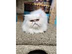 Lucy, Persian For Adoption In Chilton, Wisconsin