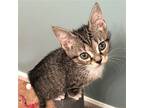 Mezzetta, Domestic Shorthair For Adoption In Candler, North Carolina