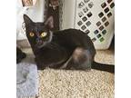 Octavia, Domestic Shorthair For Adoption In Candler, North Carolina