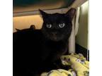 Jasmine, Domestic Shorthair For Adoption In Sacramento, California