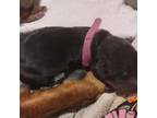 Black Female Hot Pink Collar