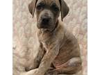 Great Dane Puppy for sale in Pipestone, MN, USA
