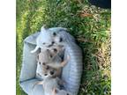 Chihuahua Pups 4 sale