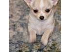 Chihuahua Puppy for sale in Lugoff, SC, USA