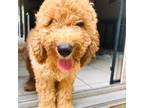 Goldendoodle Puppy for sale in Painesville, OH, USA