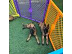 Belgian Malinois Working line