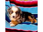 Miniature Australian Shepherd Puppy for sale in Donie, TX, USA