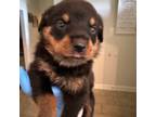 Rottweiler Puppy for sale in Warner Robins, GA, USA