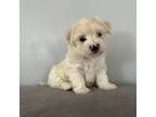Mal-Shi Puppy for sale in Burbank, IL, USA