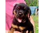 Rottweiler Puppy for sale in Marshall, AR, USA