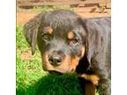 Rottweiler Puppy for sale in Marshall, AR, USA