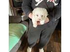Mutt Puppy for sale in Gordon, GA, USA