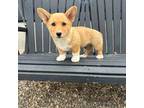 Pembroke Welsh Corgi Puppy for sale in Mayslick, KY, USA