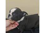 Boston Terrier Puppy for sale in Statesboro, GA, USA