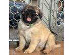 Pug Puppy for sale in Prineville, OR, USA
