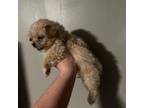 Shih-Poo Puppy for sale in Fredericksburg, VA, USA