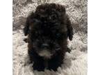 Shih-Poo Puppy for sale in Fredericksburg, VA, USA