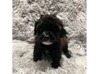 Shih-Poo Puppy for sale in Fredericksburg, VA, USA
