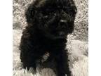 Shih-Poo Puppy for sale in Fredericksburg, VA, USA