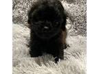 Shih-Poo Puppy for sale in Fredericksburg, VA, USA