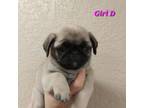 Pug Puppy for sale in Goshen, IN, USA